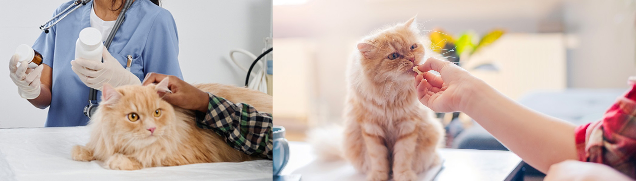 Dierbenodigdheden Winkel -Dierbenodigdheden Winkel 2