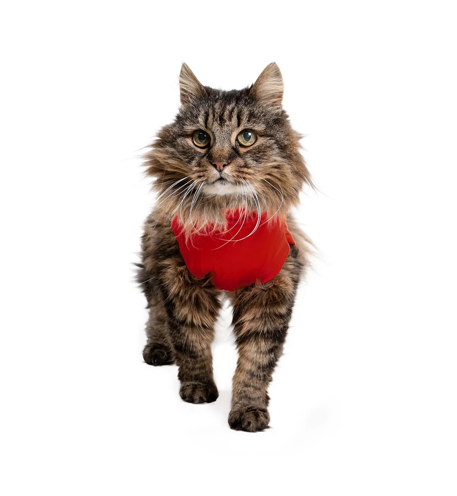 Medical Pet Shirt (Kat / Rood) 2 Medical Pet Shirt (Kat / Rood) - Afbeelding 2